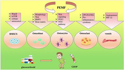 Pulsed electromagnetic fields as a promising therapy for glucocorticoid-induced osteoporosis